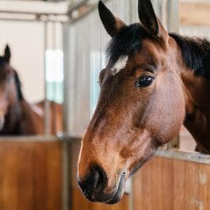 Quando un cavallo perde un compagno, così il lutto può cambiare il suo comportamento