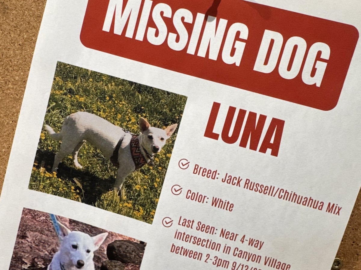 Luna, um cachorro perdido em Yellowstone há um mês, foi reencontrada com seus donos.