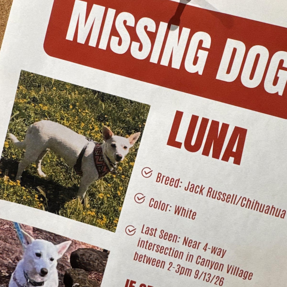 Luna, um cachorro perdido em Yellowstone há um mês, foi reencontrada com seus donos.