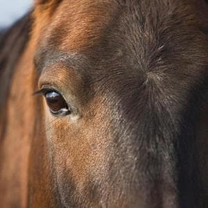 La paura invisibile dei cavalli: davanti a un predatore fingono serenità anche se il cuore accelera