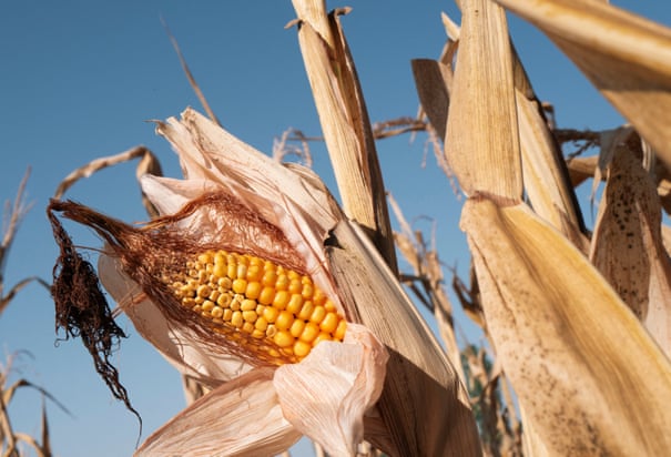 Ondas de calor, mortes e colheitas arruinadas: estudo do verão da Europa desenha um cenário sombrio para o futuro