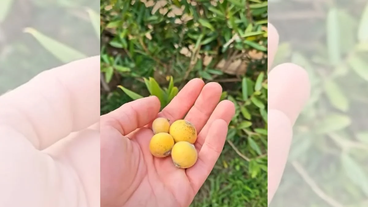 Jabuticaba-amarela: conheça os benefícios da fruta rica em vitamina C