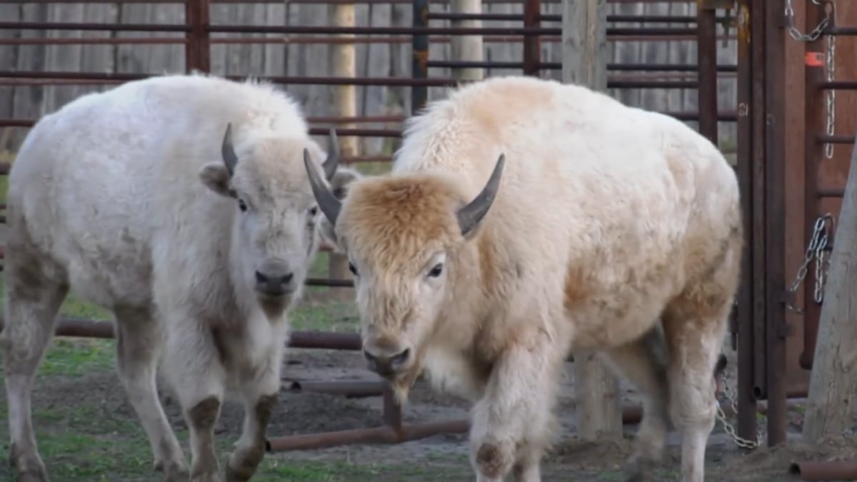 ‘It brings us hope’: Sask. First Nation welcomes first white buffalo