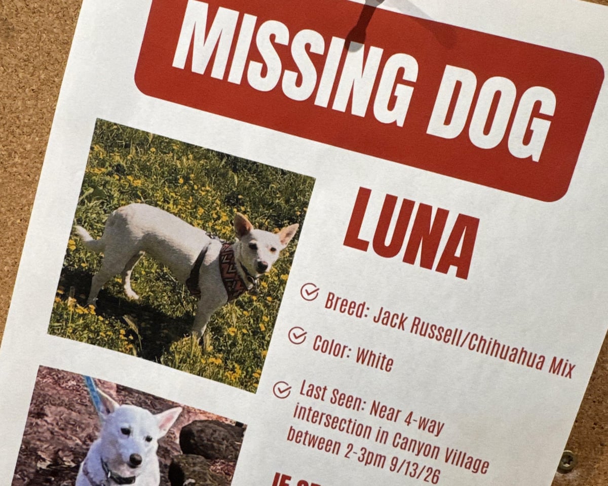 Luna, um cachorro perdido em Yellowstone há um mês, foi reencontrada com seus donos.