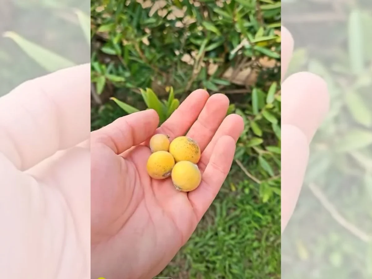 Jabuticaba-amarela: conheça os benefícios da fruta rica em vitamina C