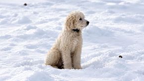 Disperso dopo una valanga, il cane LouLou sopravvive per 50 ore tra le montagne innevate dell’Alaska