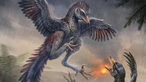 Yuezhuornis, l’uccello del Giurassico con ali troppo piccole per volare: il fossile che riscrive la storia dell’evoluzione