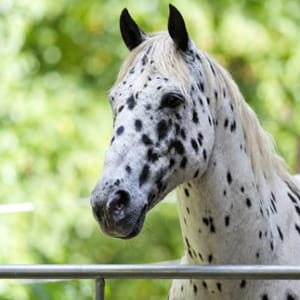 Il divorzio, l’abbandono dei figli, la morte del cavallo Achille: il cuore sofferto di Carla