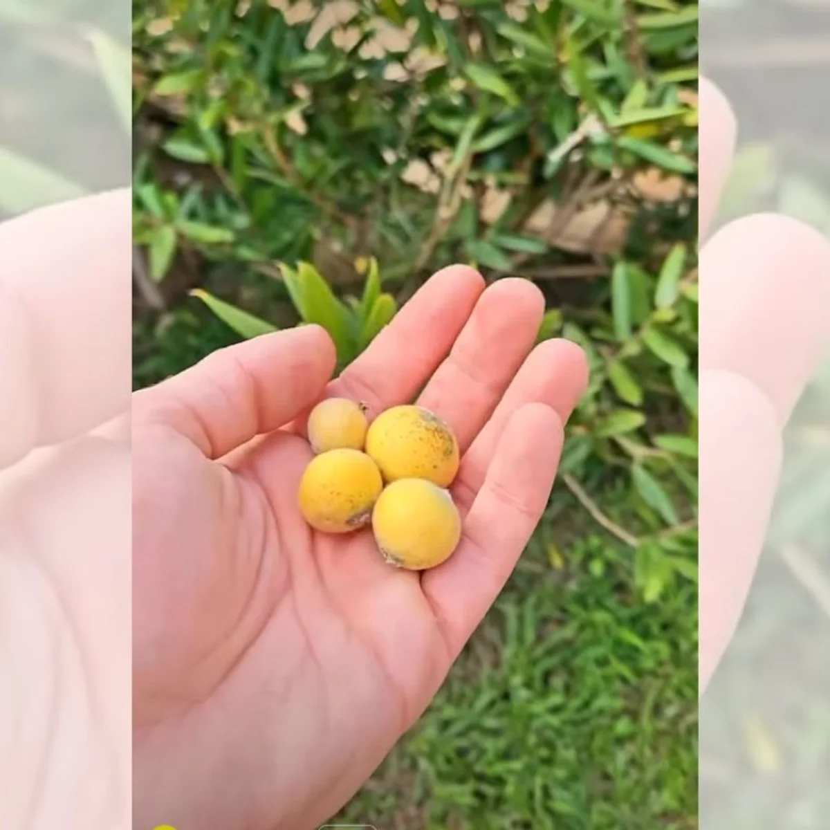 Jabuticaba-amarela: conheça os benefícios da fruta rica em vitamina C