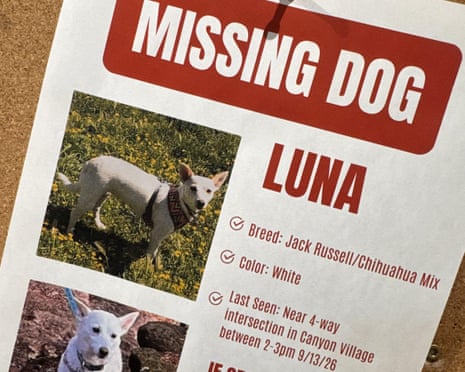A missing dog named Luna wears a patterned collar amid yellow wildflowers