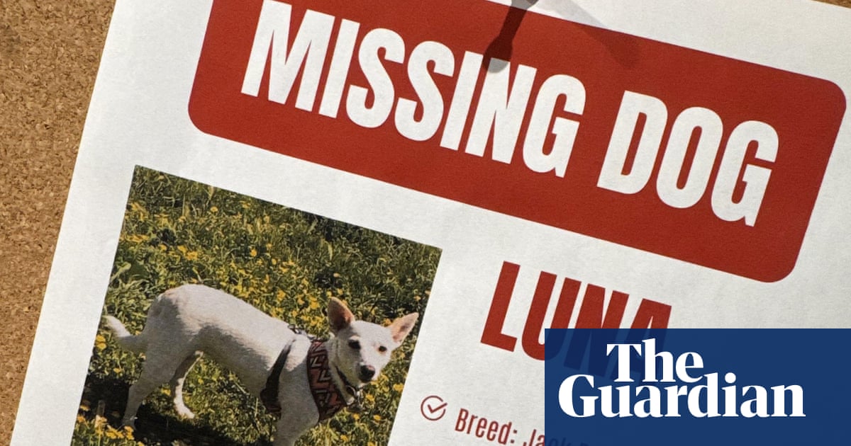 Luna, um cachorro perdido em Yellowstone há um mês, foi reencontrada com seus donos.