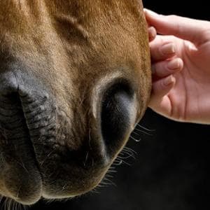 Fulvia aveva paura del contatto e la cavalla Penelope le insegna il potere dell’intimità