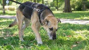 Marta, cane adottato di 14 anni che ha salvato un neonato lasciato in un sacchetto a Cinisello Balsamo